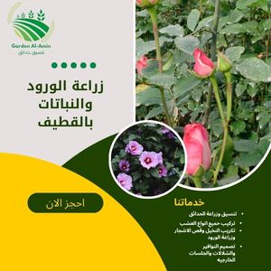 زراعة الورود والنباتات بالقطيف