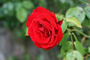 زراعة الورود والنباتات بالقطيف