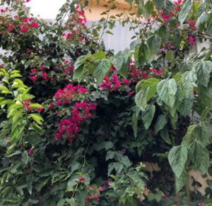 زراعة الورود والنباتات بالقطيف