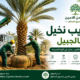 تكريب نخيل بالجبيل