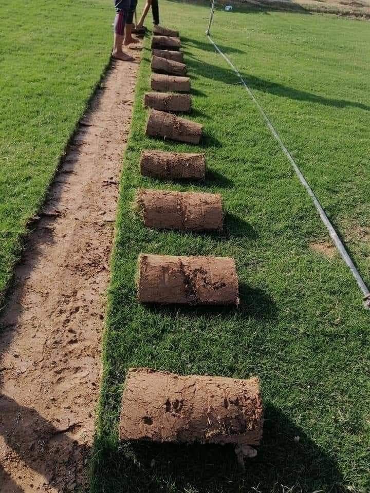 تركيب عشب طبيعي بالقطيف