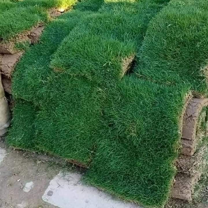 تركيب عشب طبيعي بالقطيف