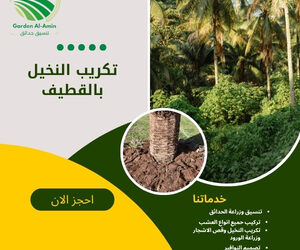 تكريب النخيل بالقطيف