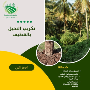 تكريب النخيل بالقطيف
