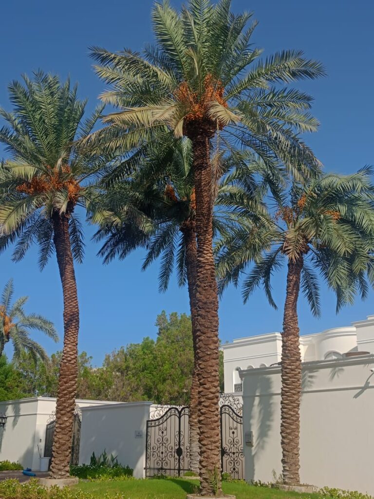 تكريب النخيل بالقطيف
