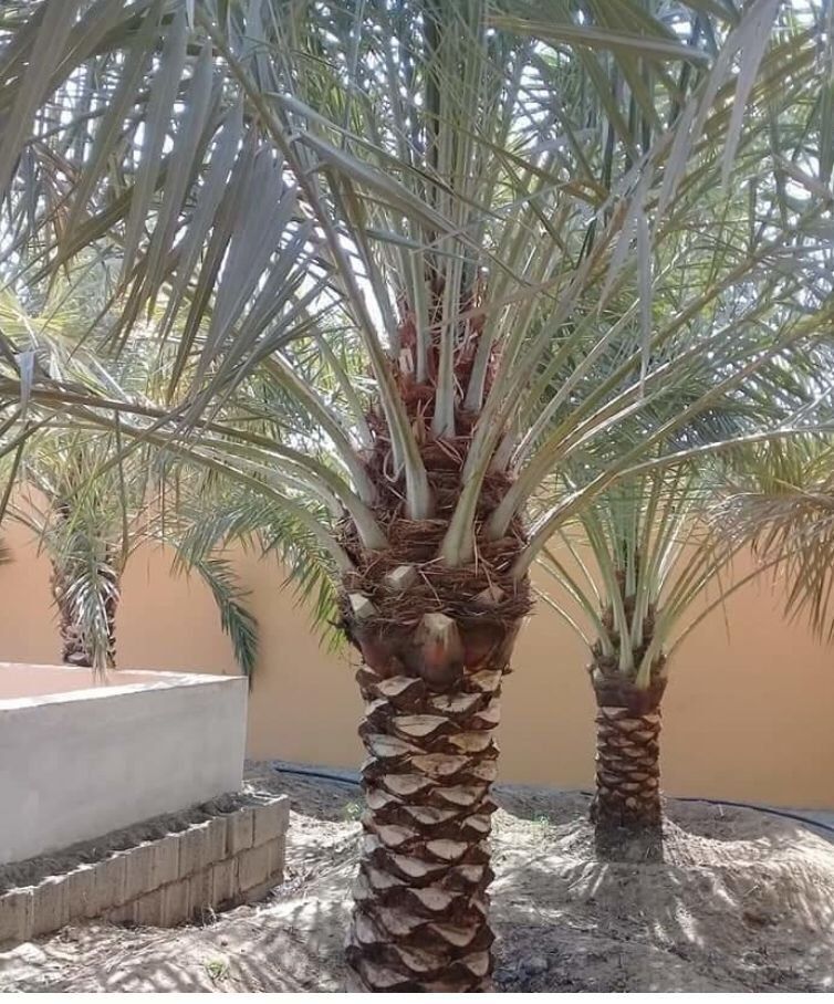 تكريب النخيل بالقطيف