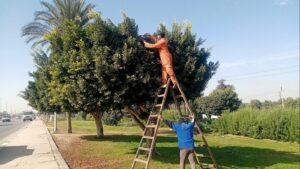 عامل قص الاشجار بالقطيف