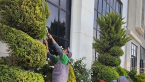 عامل قص الاشجار بالقطيف